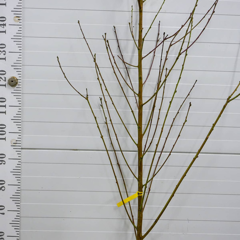 Nektaryna Red Glory Plant Pack