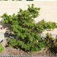 Modrzew europejski Little Bogle Pa100