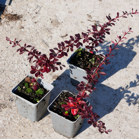 Berberys thunberga Carmen (P9)