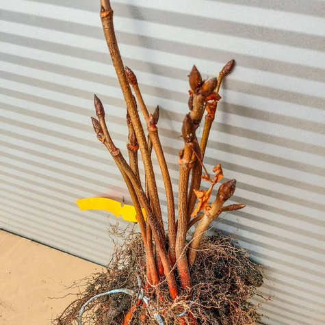 Kasztanowiec zwyczajny Plant Pack