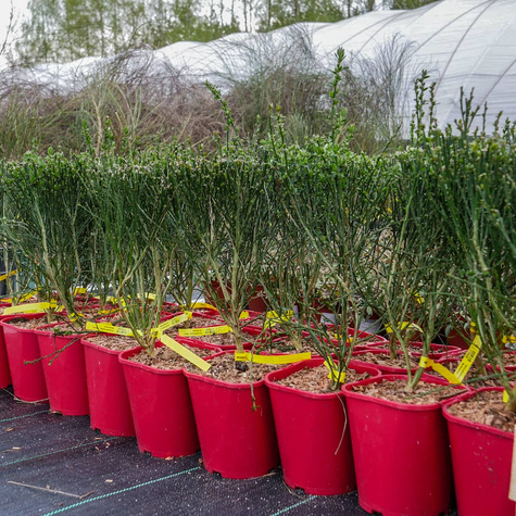 Szczodrzeniec Żarnowiec Miotlasty Maria Burkwood C2