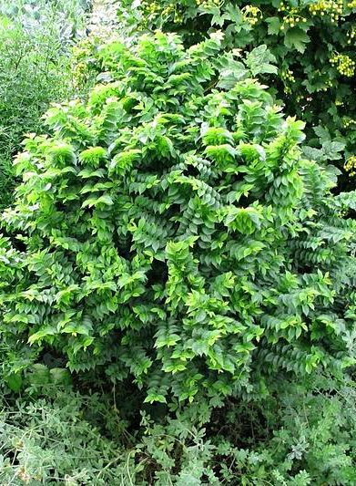 Wiąz polny karłowy Jacqueline Hillier (C2)