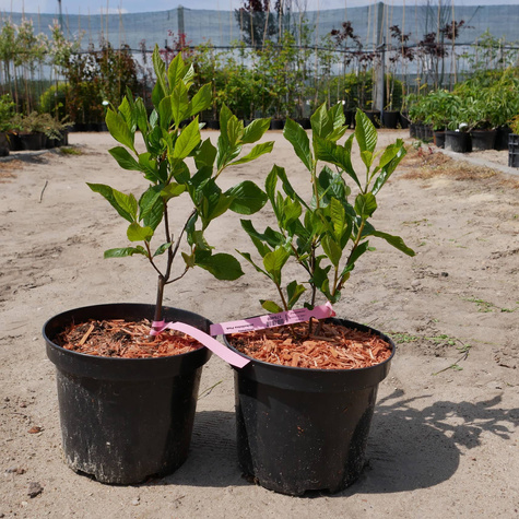 Orszelina olcholistna Pink Spire (C2)