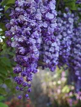 Glicynia chińska Caroline (C2)