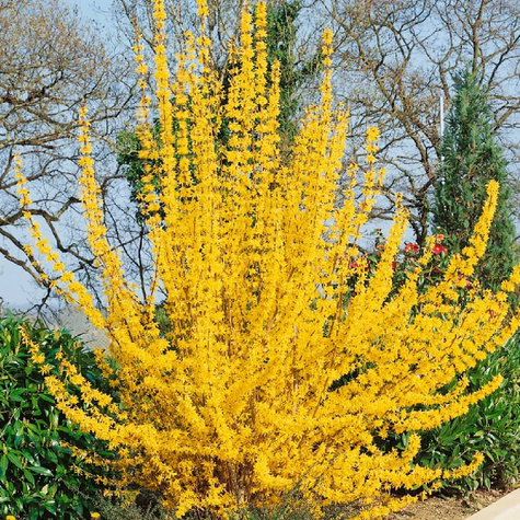 Forsycja pośrednia Lynwood (C2)