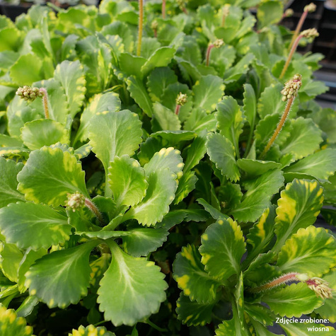 Skalnica cienista Variegata (C2)