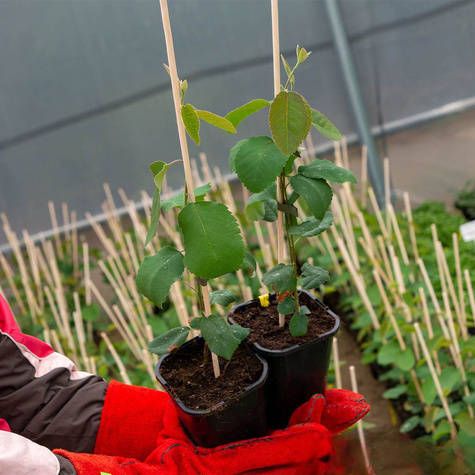 Świdośliwa olcholistna Northline