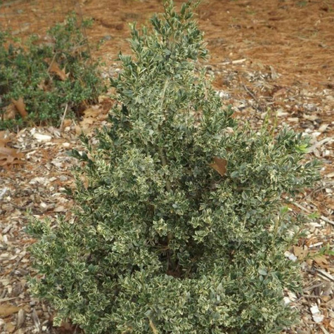 Bukszpan wieczniezielony Marginata (C2)