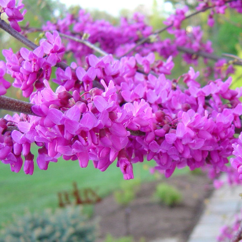 Judaszowiec kanadyjski (C2)