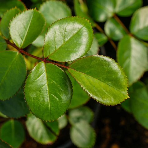 Róża wielkokwiatowa Focus pomarańczowo-różowa