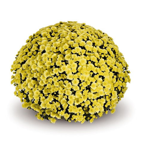 Chryzantema drobnokwiatowa Jasoda Yellow sadzonki w doniczce P11 