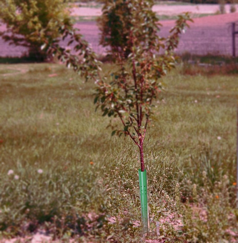 Osłonka sadownicza Osłonki na drzewka wys. 1m