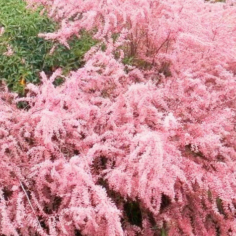 Tamaryszek francuski (C2)