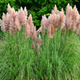 Zestaw Trawa Pampasowa Rosea 6 szt