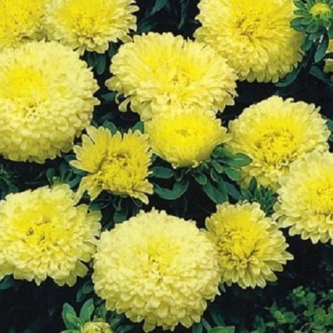 Aster chiński Ksantypa 0,5g