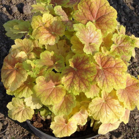 Żurawka ogrodowa Tiramisu (C2)