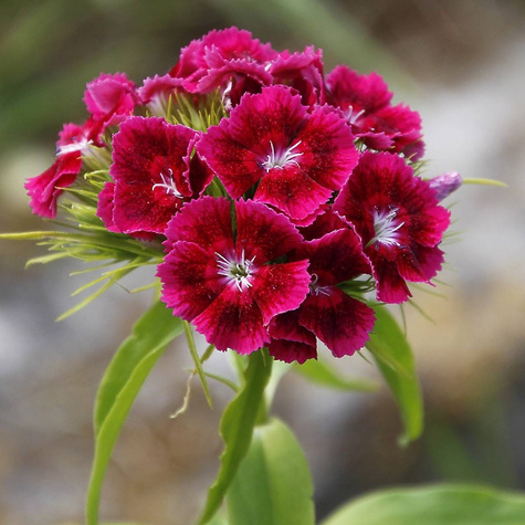 Goździk brodaty Nigrescens (P9)