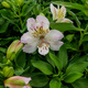 Alstremeria ogrodowa Times Valley (C2)