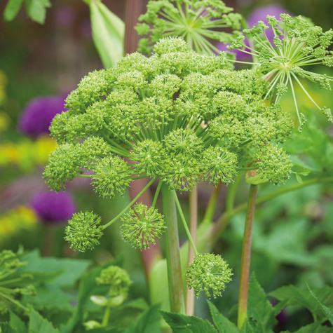 Arcydzięgiel Dzięgiel litwor 0,5 g