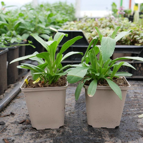 Złocień właściwy Becky (C2)