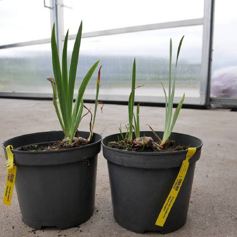 Kosaciec bródkowy Black Knight