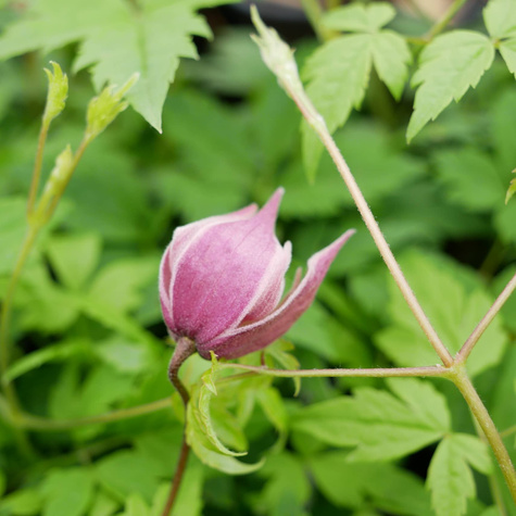 Powojnik Clematis botaniczny Markham's Pink