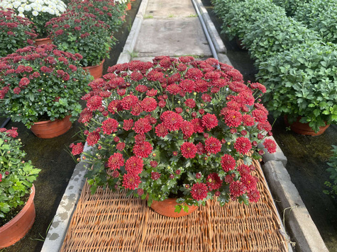 Chryzantema drobnokwiatowa czerwona (C2) DUŻA ROŚLINA