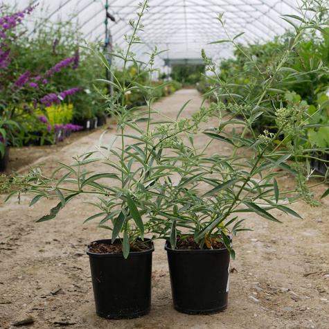 Budleja Dawida 'Nanho White' (C2)