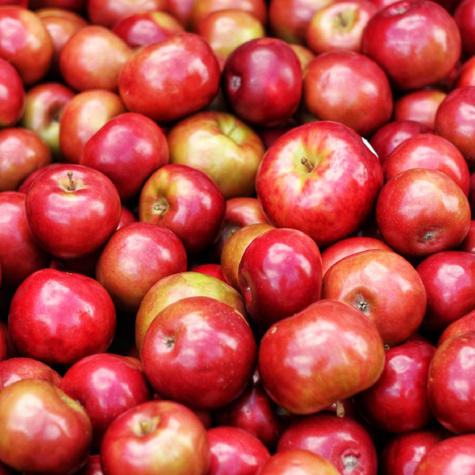 Jabłoń Jonagored Red Jonaprince w doniczce C2