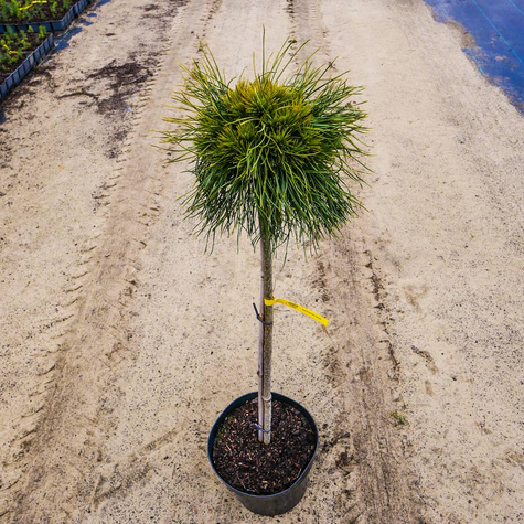 Sosna górska Varella na pniu szczepiona Pa70cm