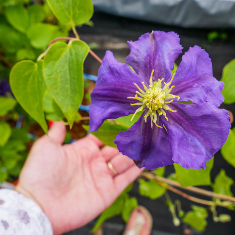 Powojnik Clematis wielkokwiatowy Generał Sikorski (C2)