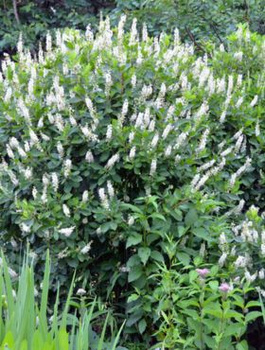 Orszelina olcholistna (C2)