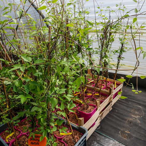 Powojnik Clematis wielkokwiatowy Danuta (C2)