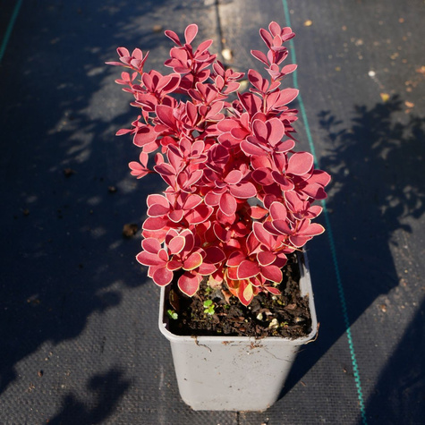 Berberys thunberga Red Hot Chili (P9)