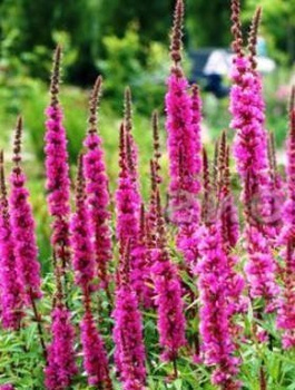 Krwawnica pospolita Rosy Gem (C2)