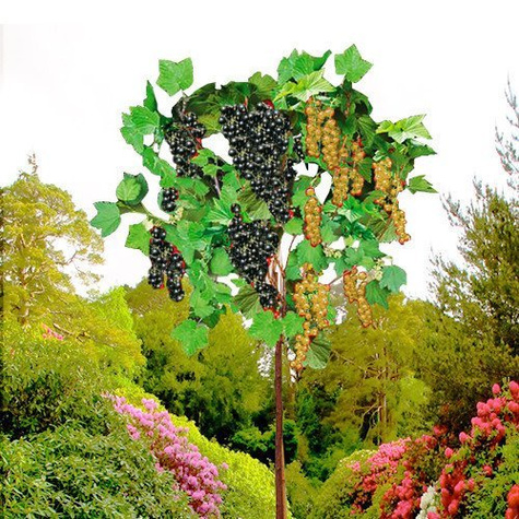 Duo porzeczka biało-czarna na pniu Plant Pack