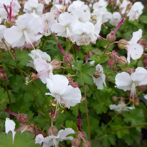 Bodziszek kontabryjski Saint Ola (C2)