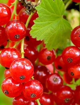 Porzeczka czerwona Patio Red w doniczce