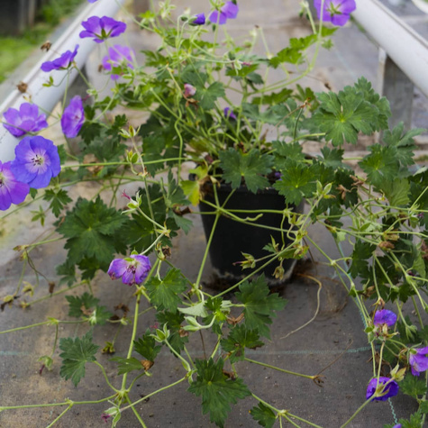 Bodziszek Azure Rush (C2)