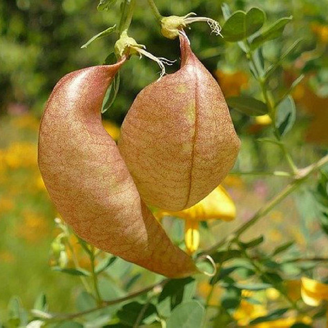 Moszenki południowe (C2)