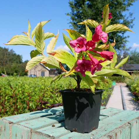 Krzewuszka cudowna Rubidor (P9)