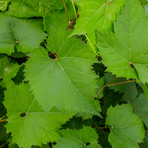 Winorośl winogrona Venus bezpestkowa (C2)