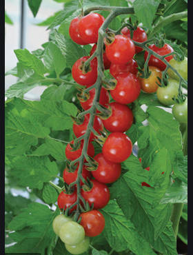 Pomidor wysoki Cerise koktajlowy czereśniowy 1g