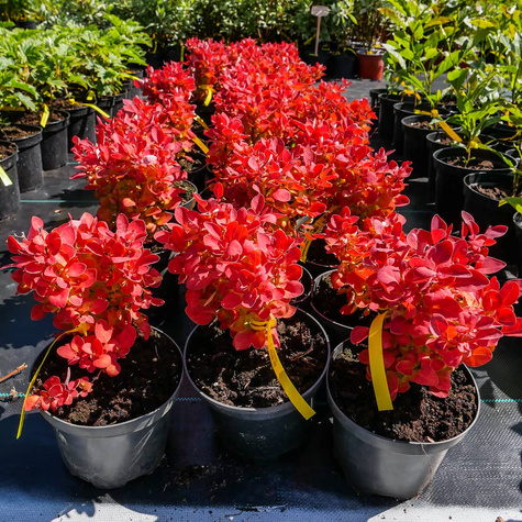 Berberys thunberga Orange Ice (C2)