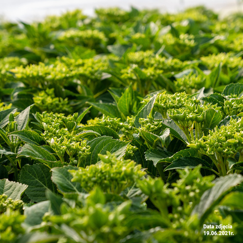 Hortensja ogrodowa Candy Heart Pink