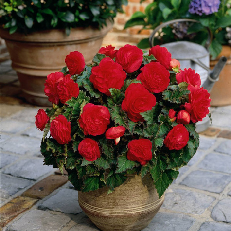 Begonia bulwiasta Non Stop czerwona