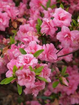 Azalia japońska Rosebud