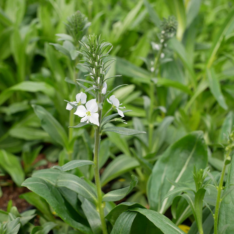 Przetacznik goryczkowaty (C2)