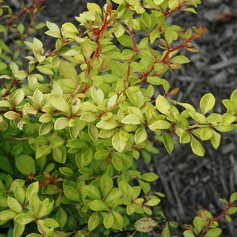 Berberys thunberga Golden Dream (P9)