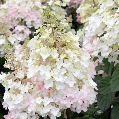 Hortensja bukietowa Petite Lantern (P9)